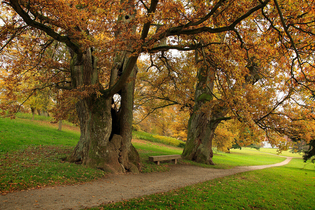 Alte Eichen im Schlosspark, Putbus, Insel Rügen, Ostsee, Mecklenburg-Vorpommern, Deutschland