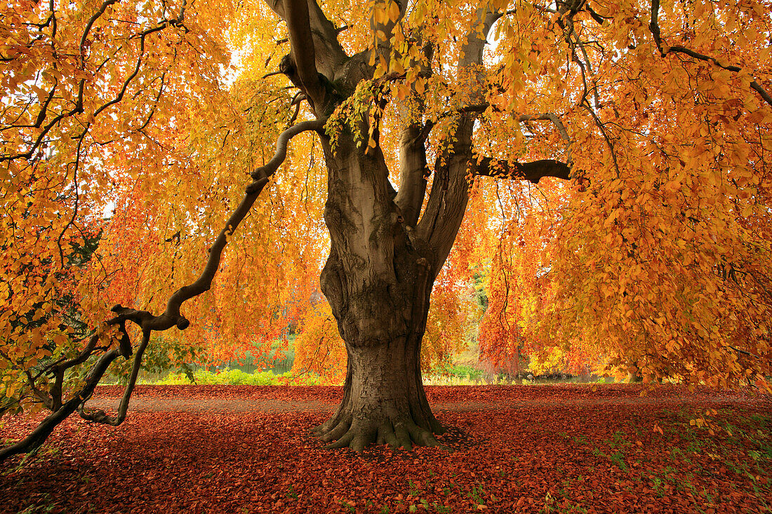 Beech at the palace garden, Putbus, Rügen island, Baltic Sea, Mecklenburg-West Pomerania, Germany