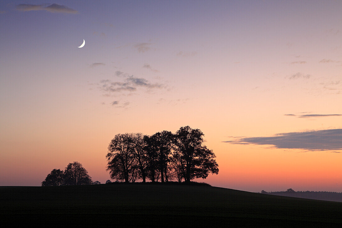 Trees at dusk, near Basedow, Mecklenburg-West Pomerania, Germany