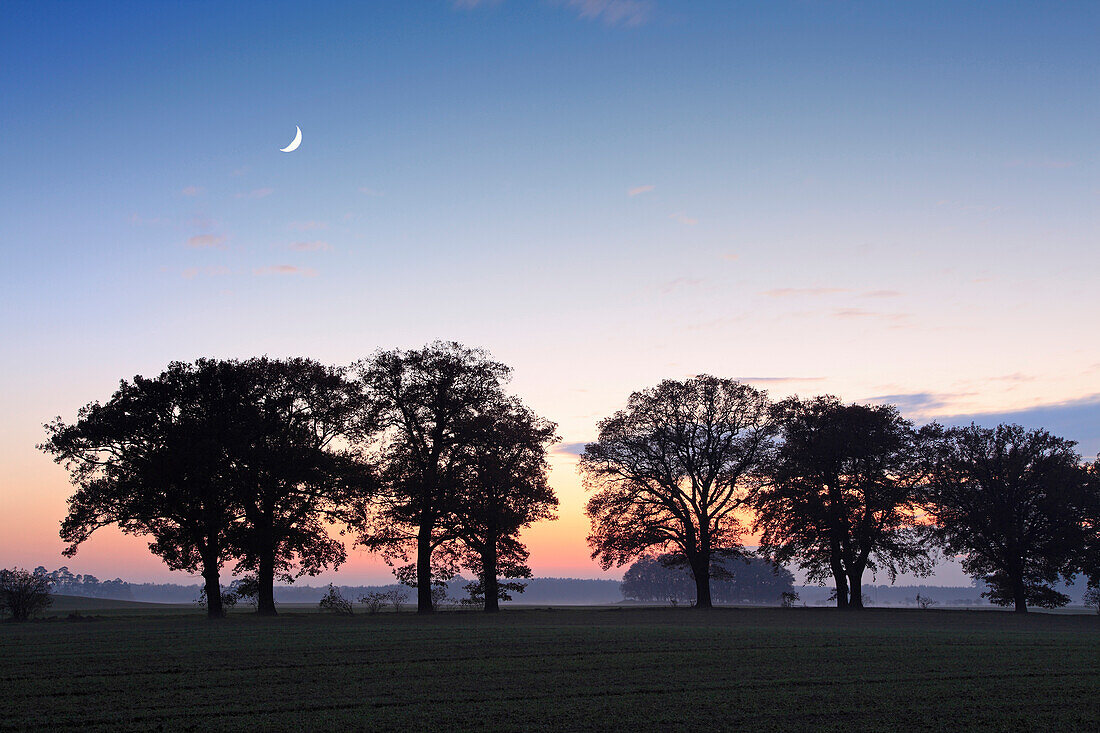 Eichenallee in der Abenddämmerung, Basedow, Mecklenburg-Vorpommern, Deutschland