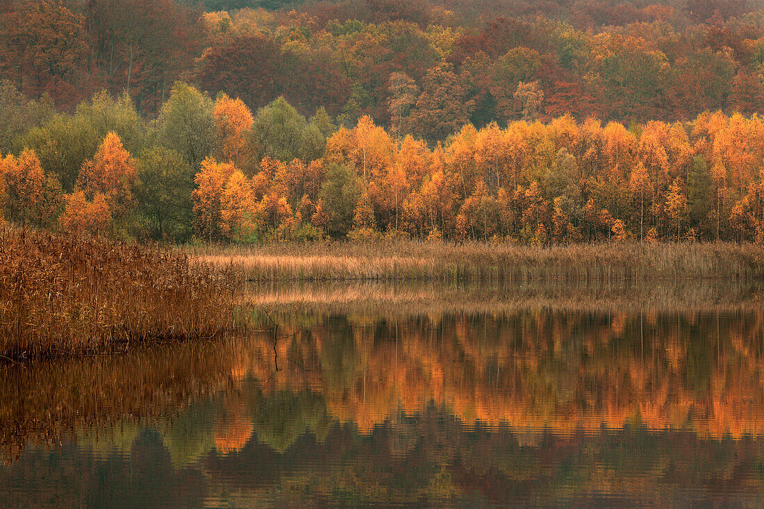 Lake at the nature park Feldberger Seenlandschaft, near Feldberg, Mecklenburg-West Pomerania, Germany