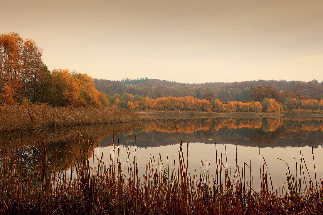 Landschaft spiegelt sich in einem See, Naturpark Feldberger Seenlandschaft, Mecklenburg-Vorpommern, Deutschland