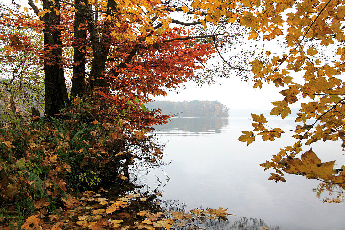 Morning mood at Werbellin lake, Schorfheide-Chorin Biosphere Reserve, Brandenburg, Germany