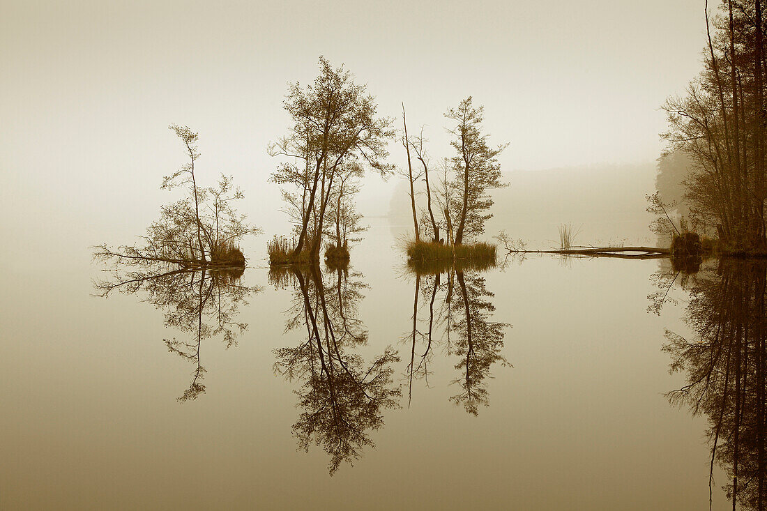 Morgenstimmung am Werbellinsee, Biosphärenreservat Schorfheide-Chorin, Brandenburg, Deutschland