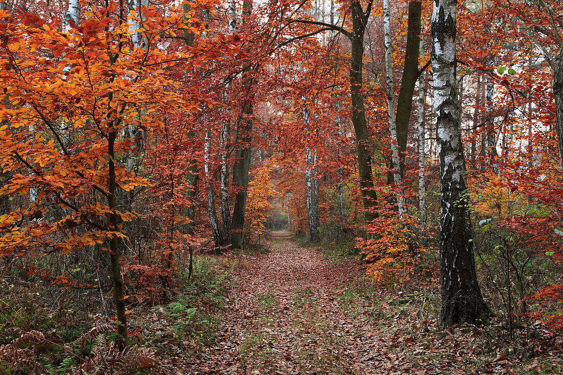 Woodland path, biosphere reserve Schorfheide-Chorin, Brandenburg, Germany