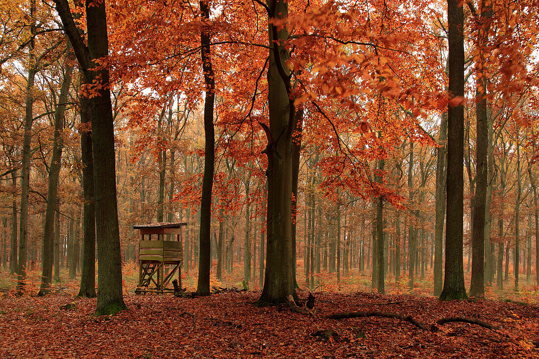 Raised hide, mixed forest of beech and oak trees, Schorfheide-Chorin Biosphere Reserve, Brandenburg, Germany