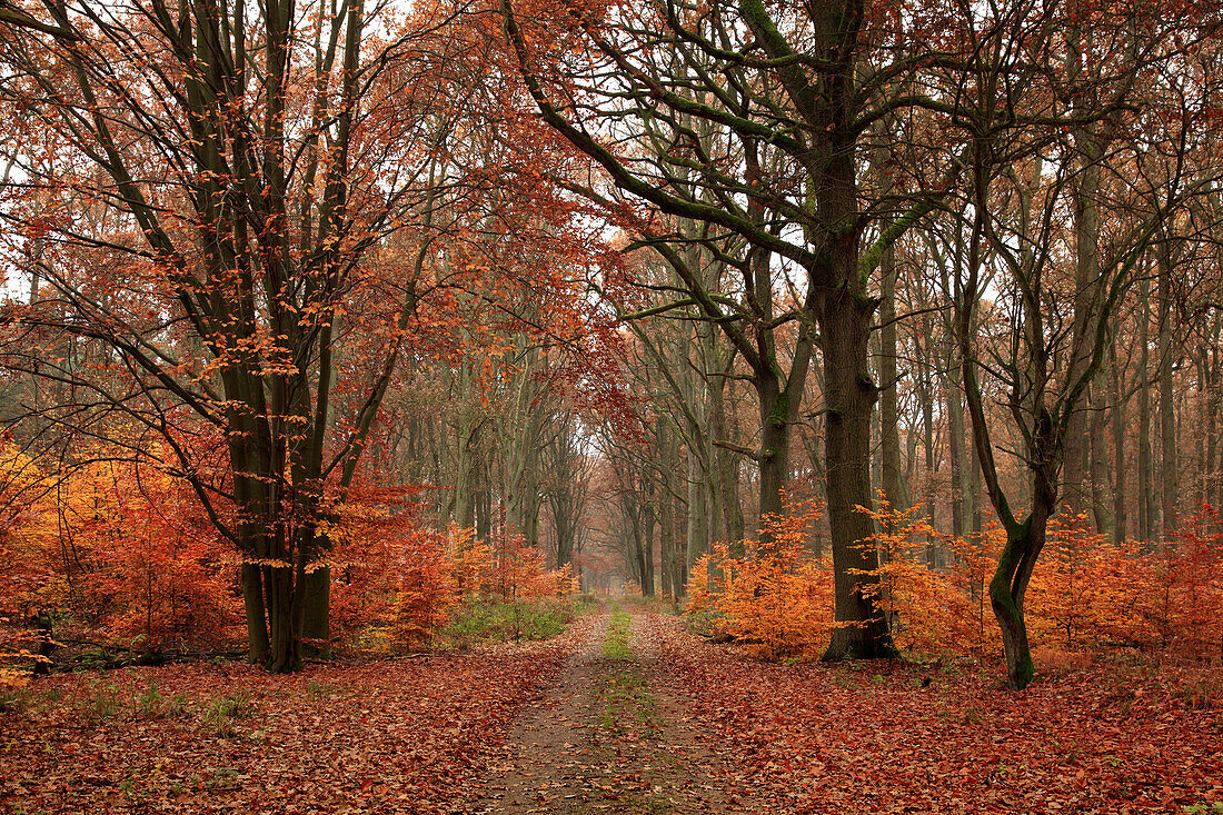 Woodland path, biosphere reserve Schorfheide-Chorin, Brandenburg, Germany