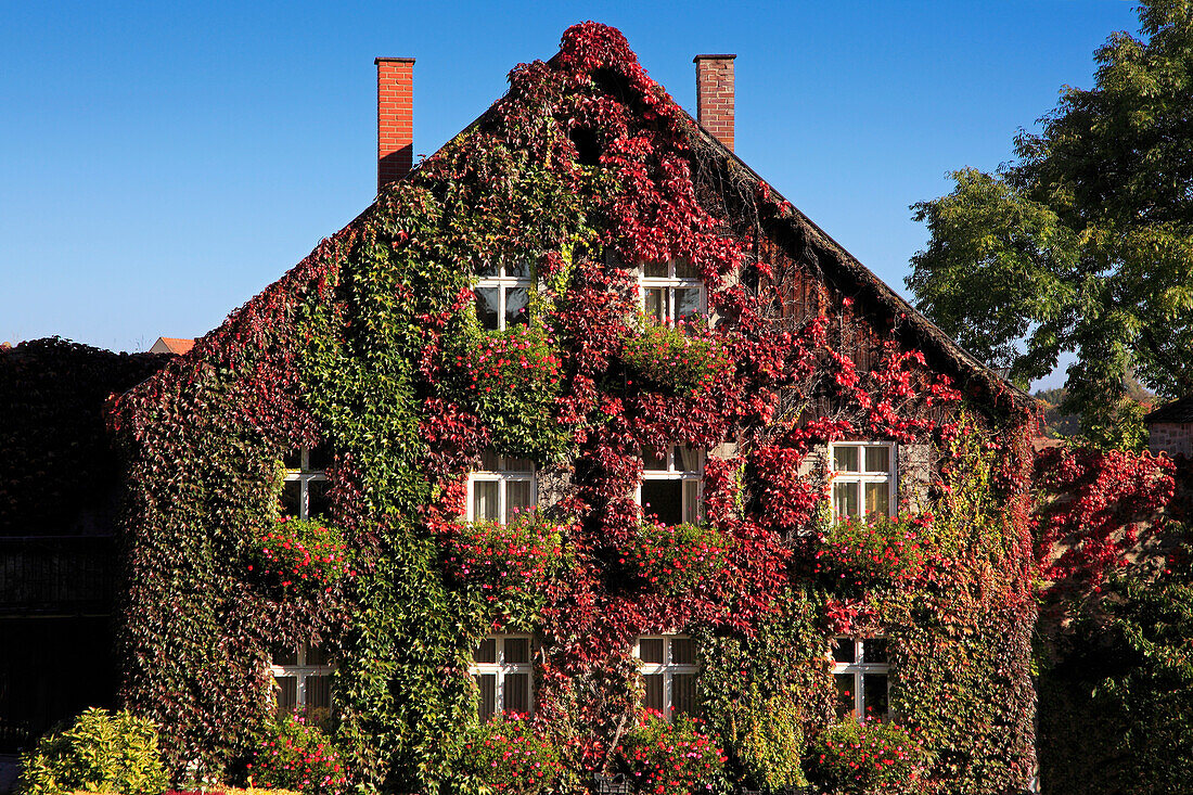 Gable of a house covered with wine, Dinelsbühl, Romantic Road, Franconia, Bavaria, Germany
