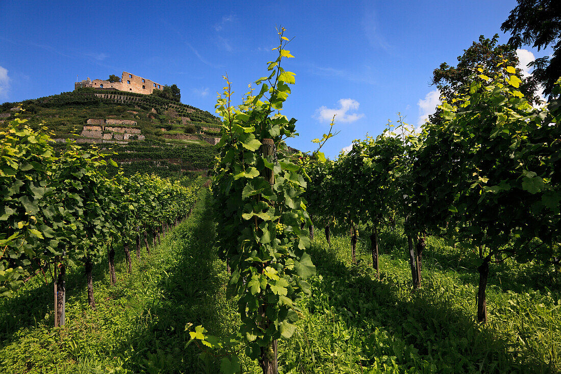 Vineyards with Staufen castle, Staufen im Breisgau, Black Forest, Baden-Wuerttemberg, Germany