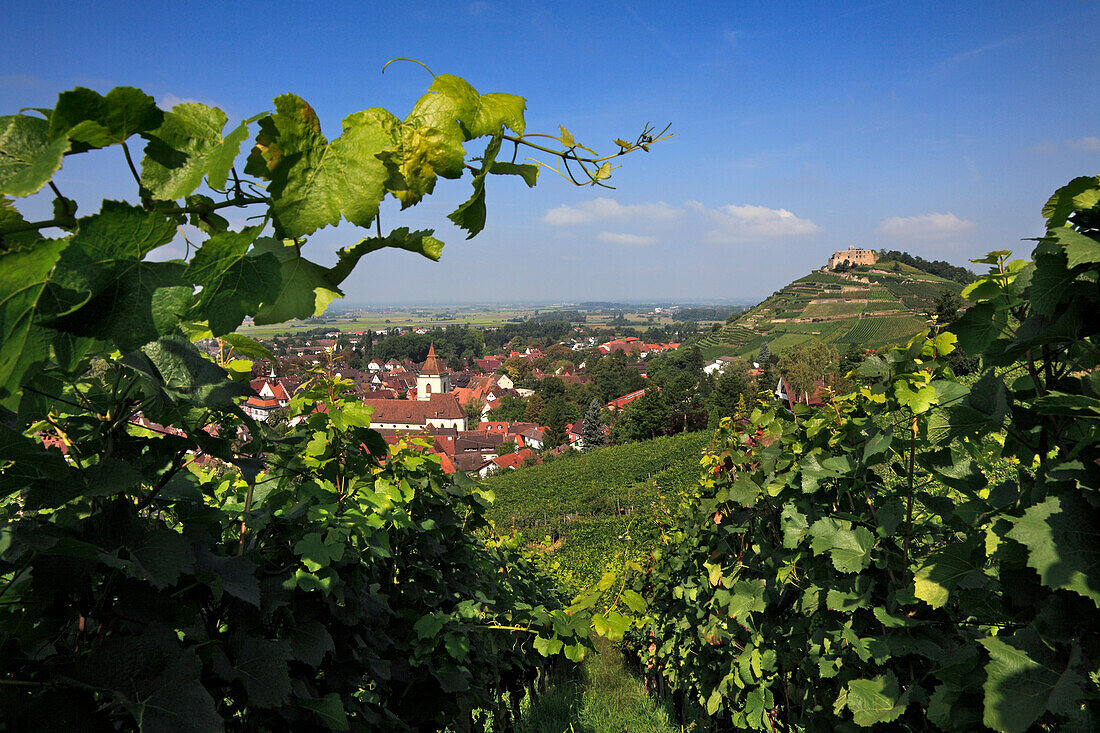 Blick über Weinberg auf Burg Staufen und Staufen im Breisgau, Schwarzwald, Baden-Württemberg, Deutschland