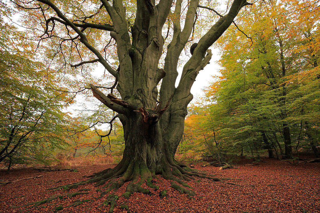 Alte Buche, Naturschutzgebiet Urwald Sababurg im Reinhardswald, bei Hofgeismar, Hessen, Deutschland