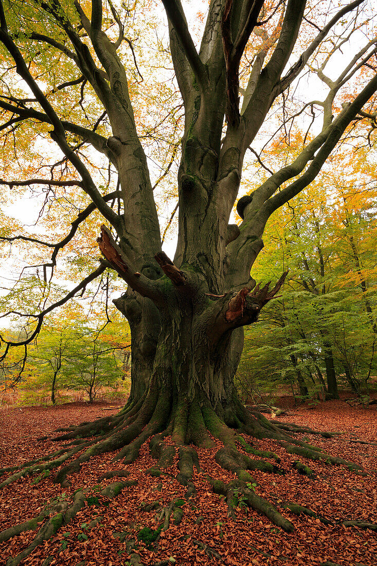 Roots of an old beech, nature reserve Urwald Sababurg at Reinhardswald, near Hofgeismar, Hesse, Germany