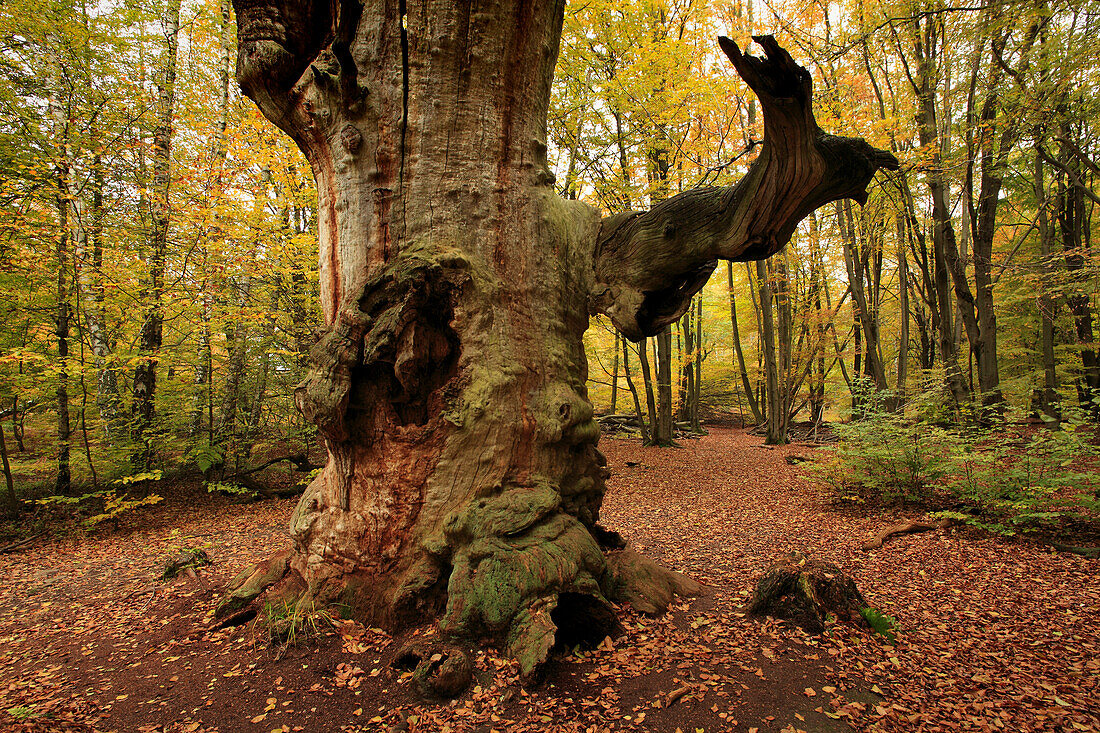 Alte Eiche, Naturschutzgebiet Urwald Sababurg im Reinhardswald, bei Hofgeismar, Hessen, Deutschland