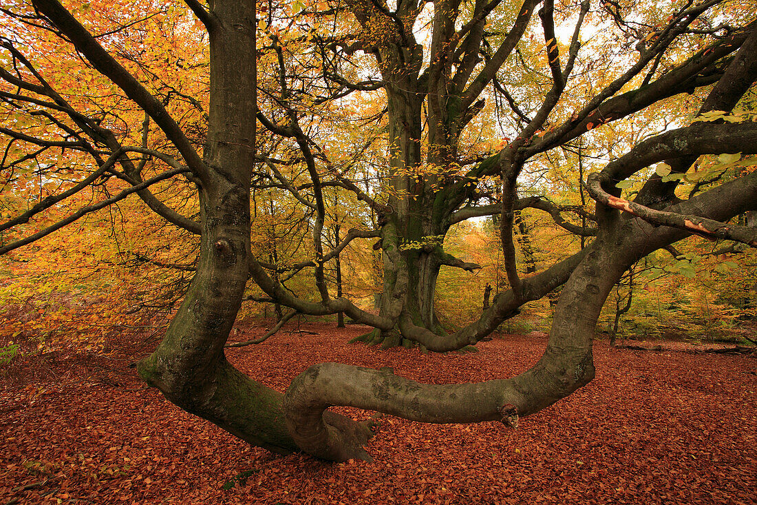 Alte Buche, Naturschutzgebiet Urwald Sababurg, Reinhardswald, Hofgeismar, Hessen, Deutschland