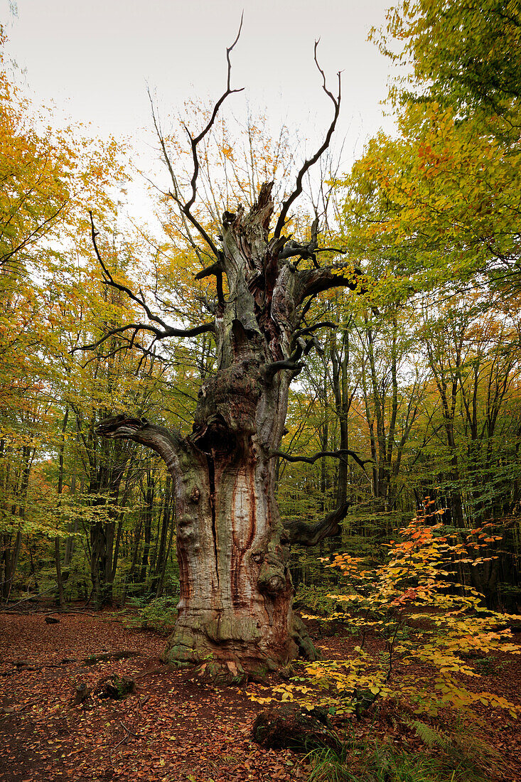 Old oak, nature reserve Urwald Sababurg at Reinhardswald, near Hofgeismar, Hesse, Germany