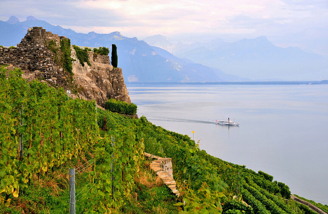 Vineyard at Lake Geneva, Saint-Saphorin, Lavaux, Canton of Vaud, Switzerland