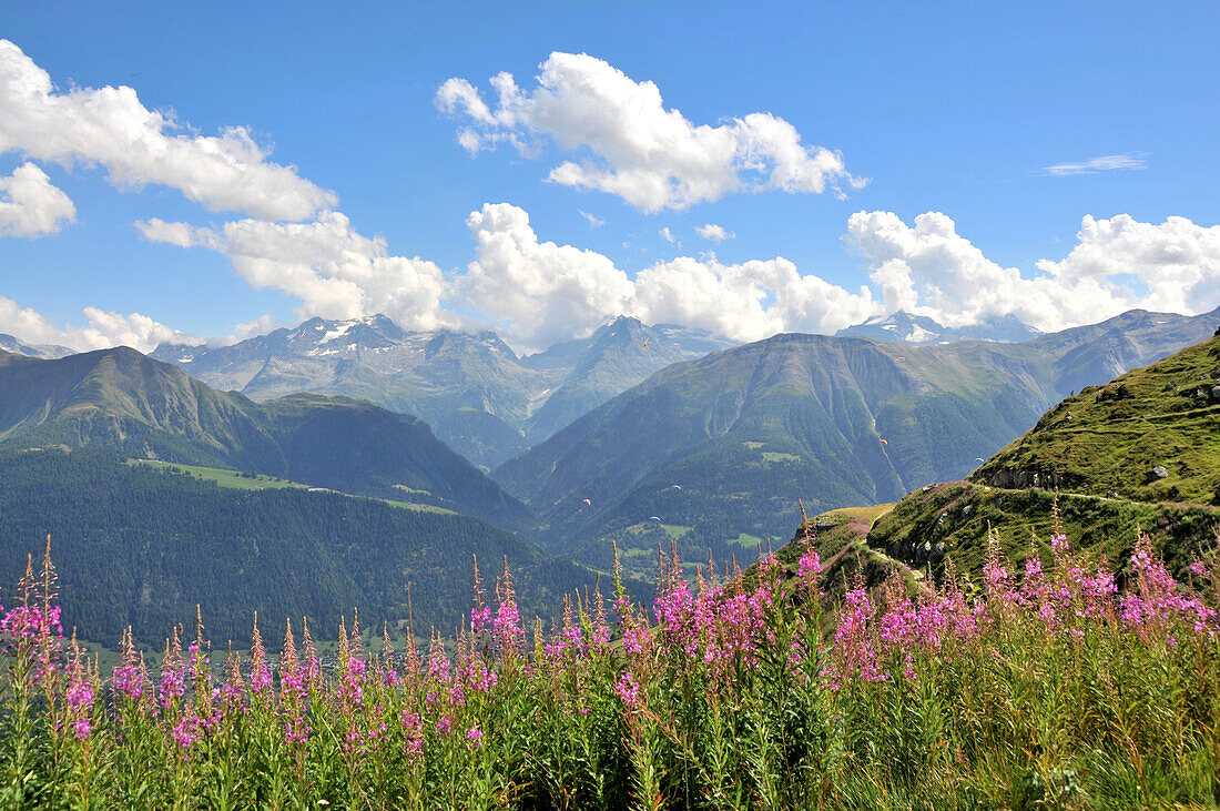 Wildflower meadow, Fiescheralp, Canton of Valais, Switzerland