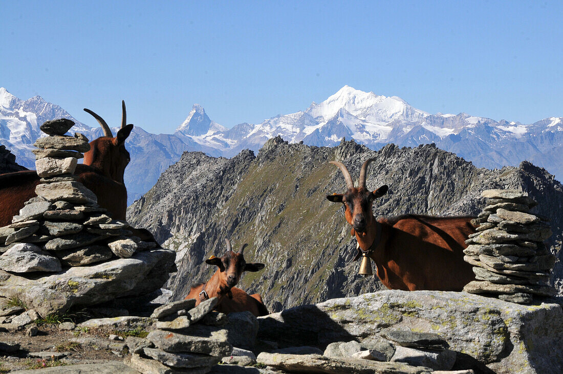 view over mountaingoats on the Eggishorn to Monte Rosa and Matterhorn, Valais, Switzerland