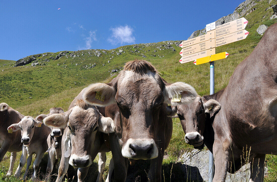 Rinder auf einer Weide, Fiescheralp, Wallis, Schweiz