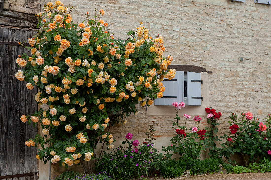 Rosen an einem Fenster, Commune De Sercy, Chalon-sur-Saone, Saone-et-Loire, Bourgogne, Burgund, Frankreich, Europa