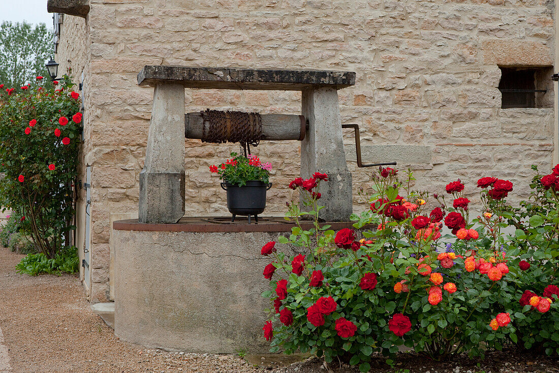 Brunnen und Rosen, Commune De Sercy, Chalon-sur-Saone, Saone-et-Loire, Bourgogne, Burgund, Frankreich, Europa