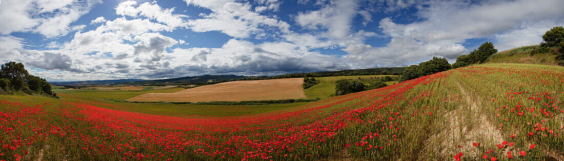 Mohnblumen auf einer Wiese unter Wolkenhimmel, Provinz Navarra, Nordspanien, Spanien, Europa