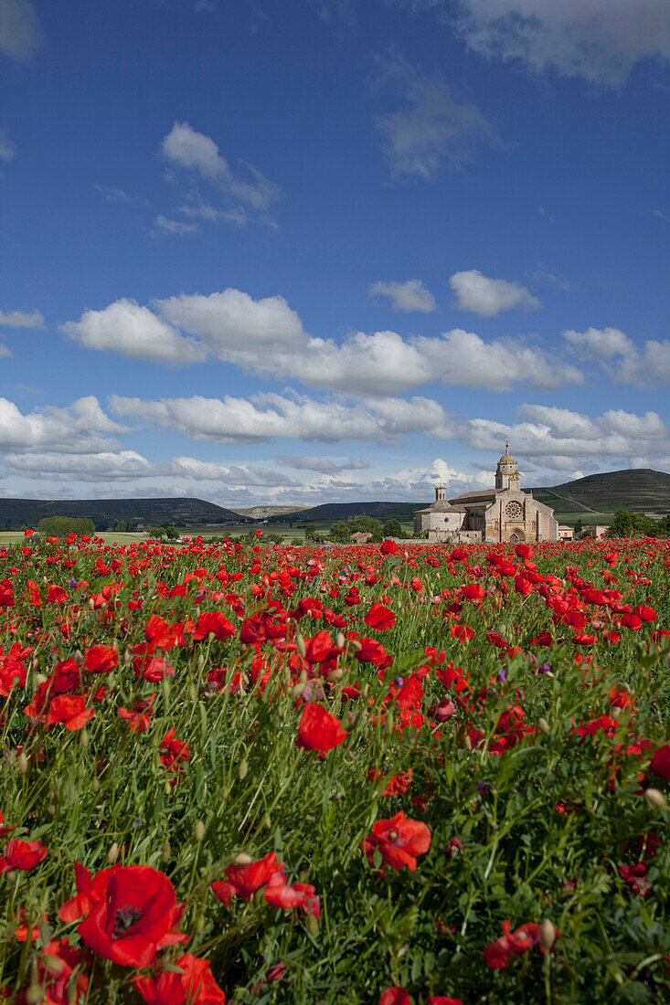 View over poppy field to church Colegiata Santa Maria del Manzano, Castrojeriz, Castile and Leon, Spain
