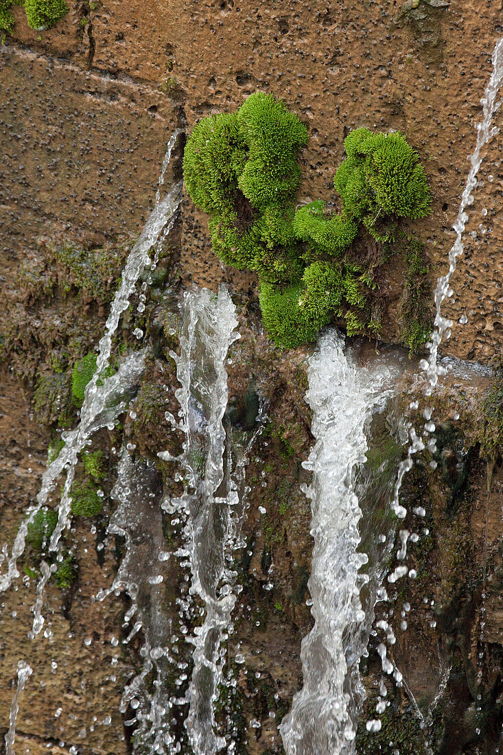 Wasser und Moos an einer Mauer, Canal de Castilla, Fromista, Provinz Palencia, Altkastilien, Castilla y Leon, Nordspanien, Spanien