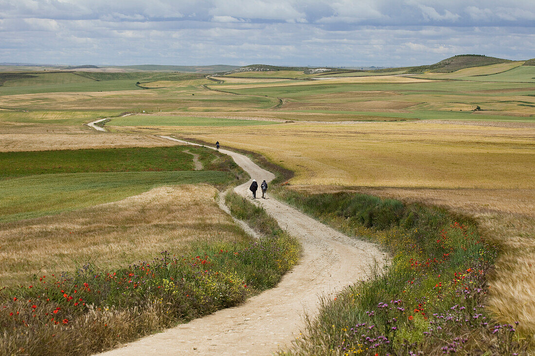 Pilger auf einem Weg zwischen Feldern, Provinz Burgos, Altkastilien, Castilla y Leon, Nordspanien, Spanien, Europa