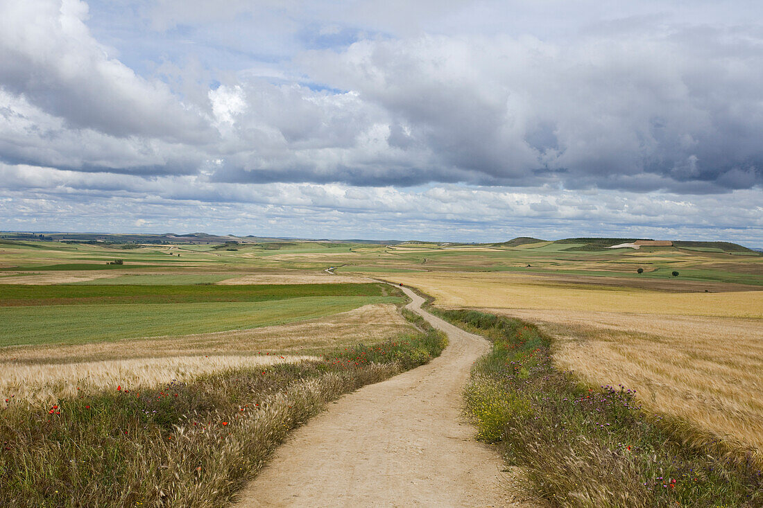 Path amidst fields under clouded sky, Province of Burgos, Old Castile, Castile-Leon, Castilla y Leon, Northern Spain, Spain, Europe