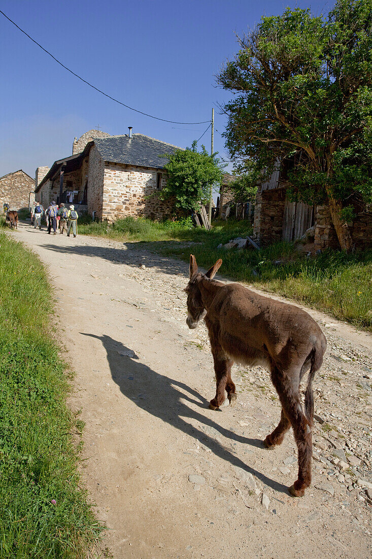 Donkey and pilgrims, Foncebadon, Castile and Leon, Spain
