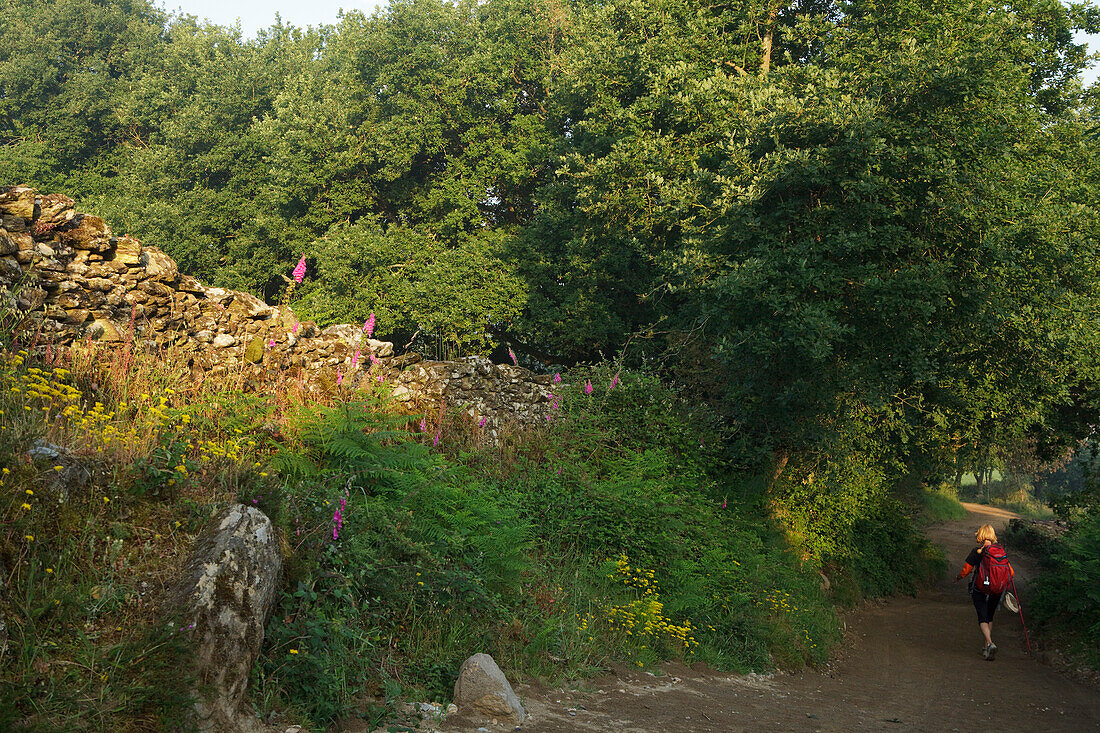 Pilgerin auf einem Pfad unter Bäumen, Provinz Lugo, Galicien, Nordspanien, Spanien, Europa