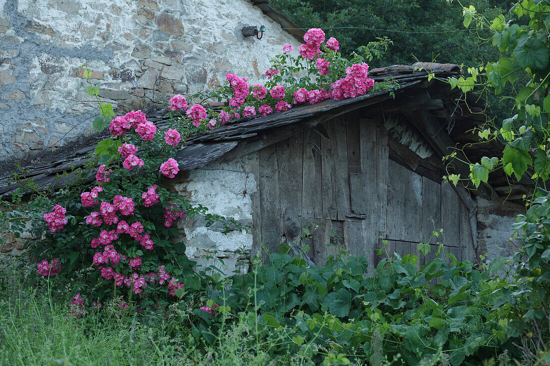 Detail eines Landhauses mit Rosen, Camino Primitivo, Provinz Lugo, Galicien, Nordspanien, Spanien, Europa