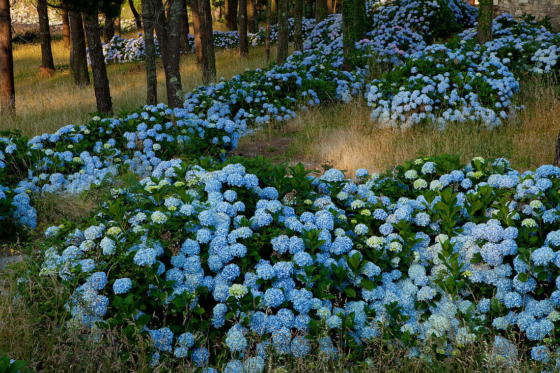 Blue hortensias between trees, Playa de Estorde, Province of La Coruna, Galicia, Northern Spain, Spain, Europe