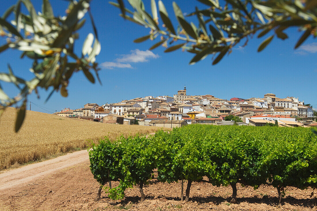 Vineyard and olive branch in front of the town of Cirauqui, Province of Navarra, Northern Spain, Spain, Europe