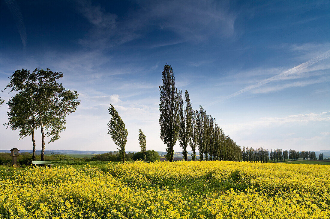 Canola field and alley near Duderstadt, Eichsfeld, Lower Saxony, Germany, Europe