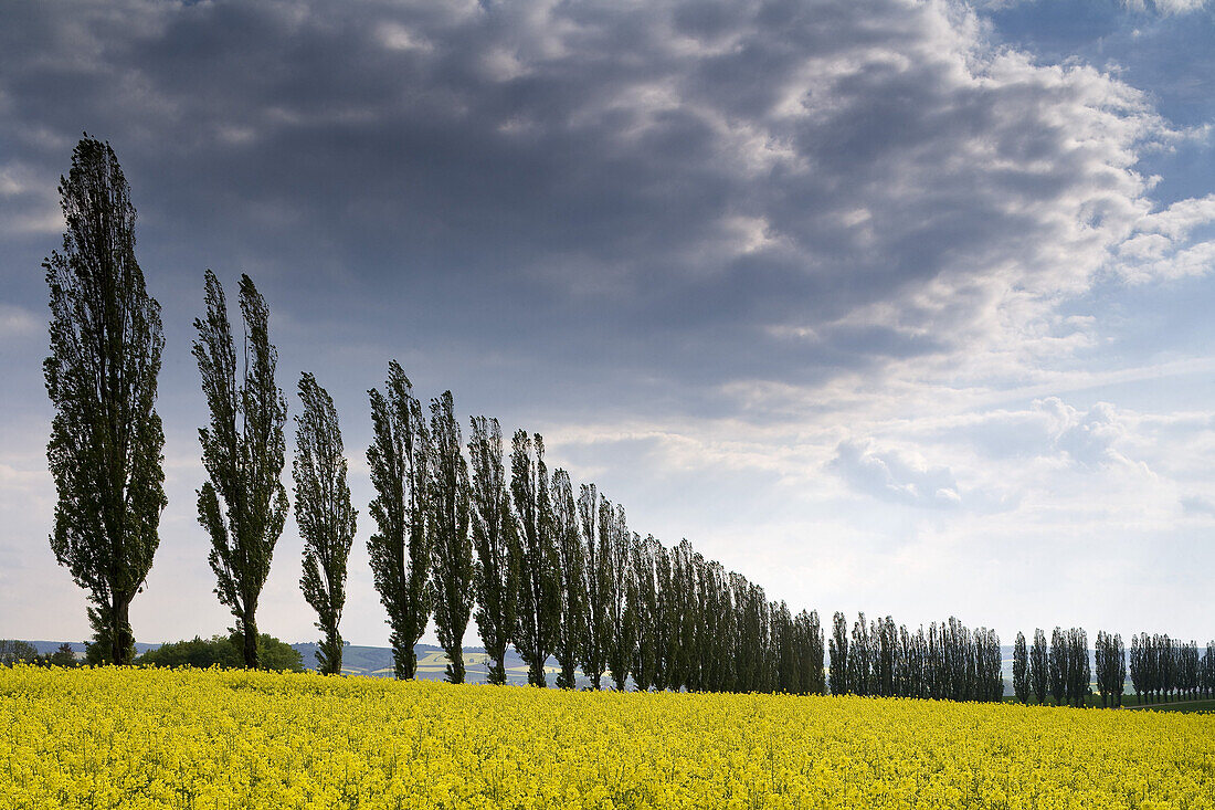 Rapsfeld und Allee unter Wolkenhimmel, Eichsfeld, Niedersachsen, Deutschland, Europa