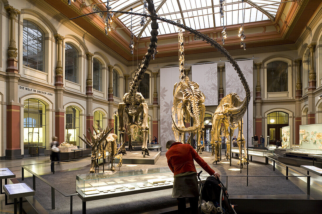 Skeletons of dinosaurs at Berlin Museum of Natural History, Invalidenstrasse, Berlin-Mitte, Berlin, Germany, Europe