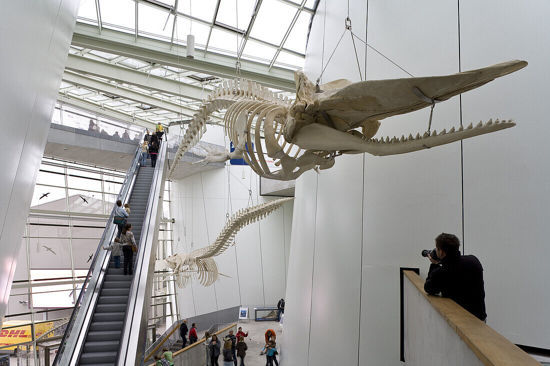 Entrance Ozeaneum with large fish skeletons, german sea museum about sealife, exposition with life size whales, Stralsund, Mecklenburg-Western Pomerania, Germany, Europe