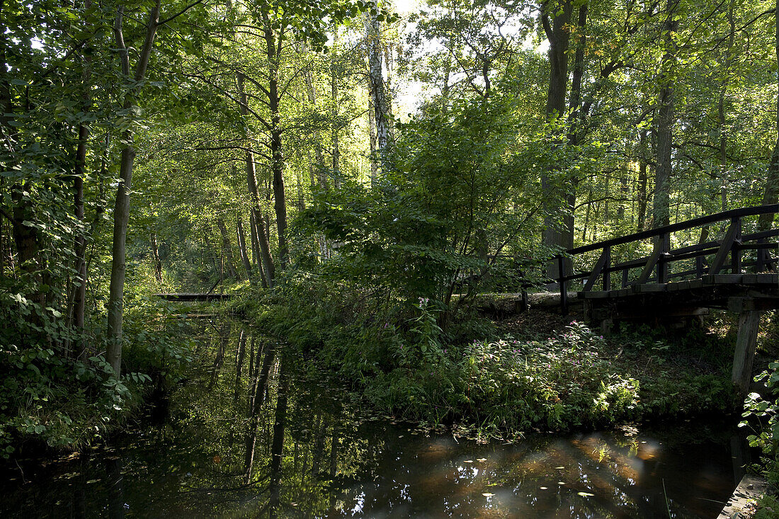 Spreewald near Lehde, biosphere reserve Spreewald, Brandenburg, Germany, Europe