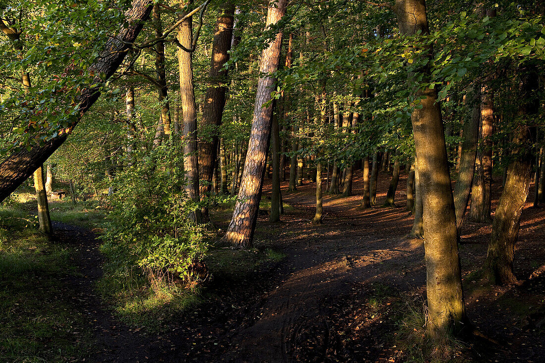 Wald am Grossen Stechlinsee, bei Neuglobsow, Ruppiner Land, Brandenburg, Deutschland, Europa