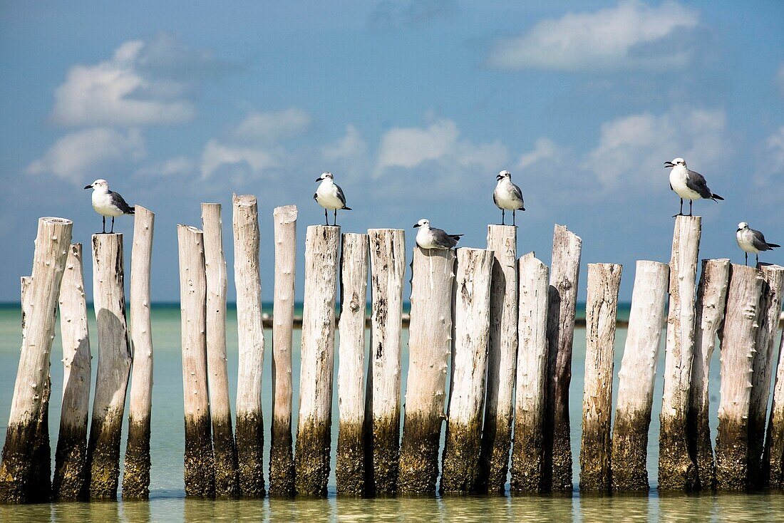 Holbox Island, Yucatán, México