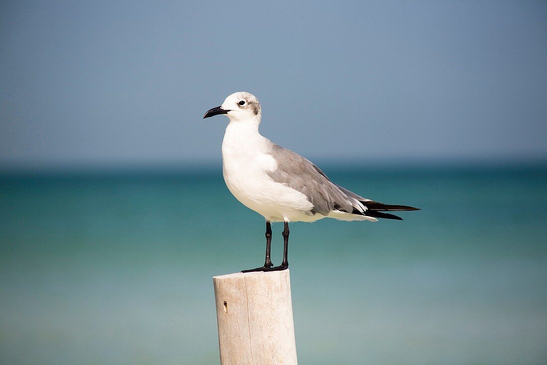 Holbox Island, Yucatán, México