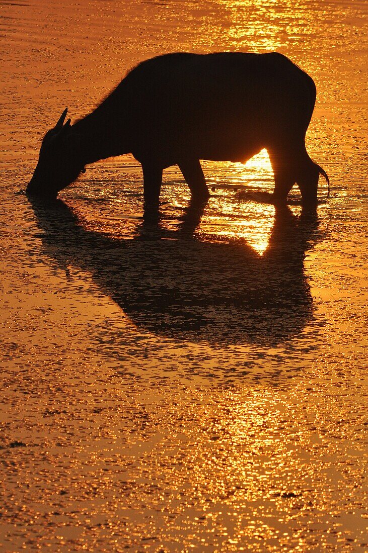 Angkor (Cambodia): water buffalo at sunset