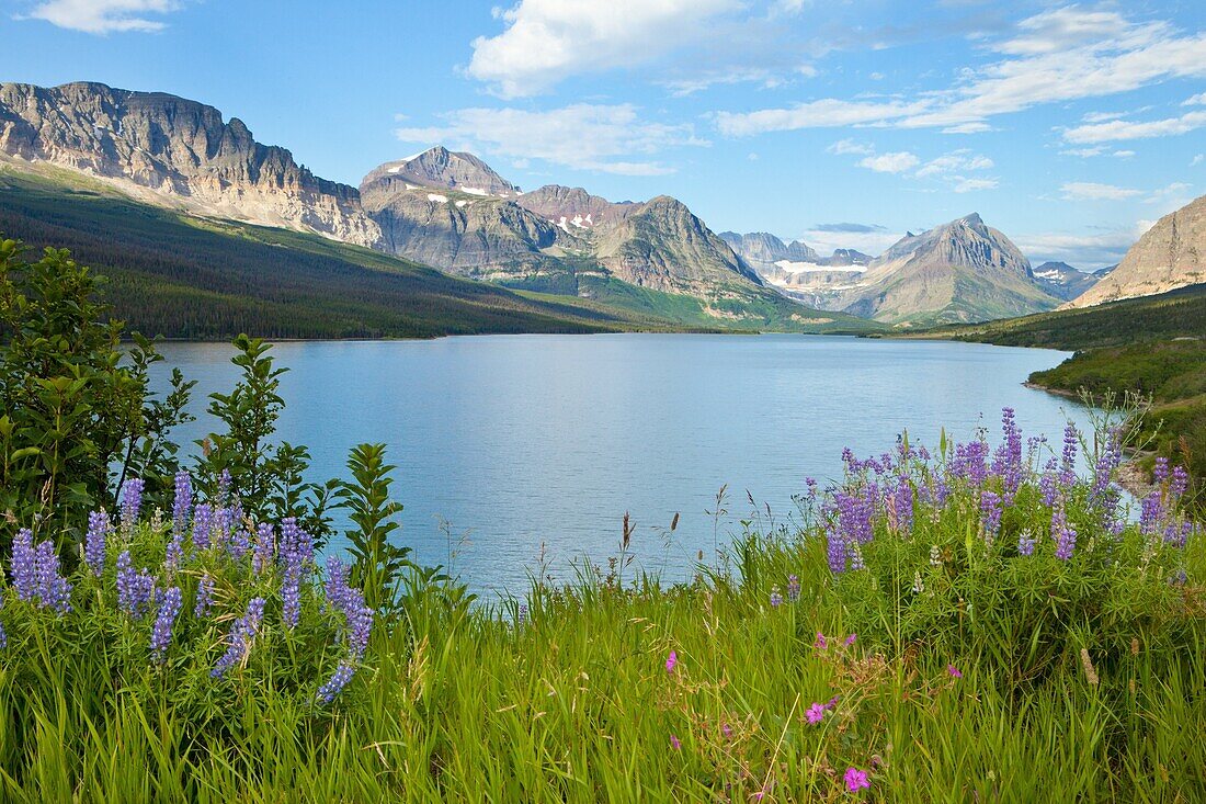 Glacier National Park, Landscape, Montana, mountain, scenic, spring, USA, wildflower, S19-1190505, AGEFOTOSTOCK