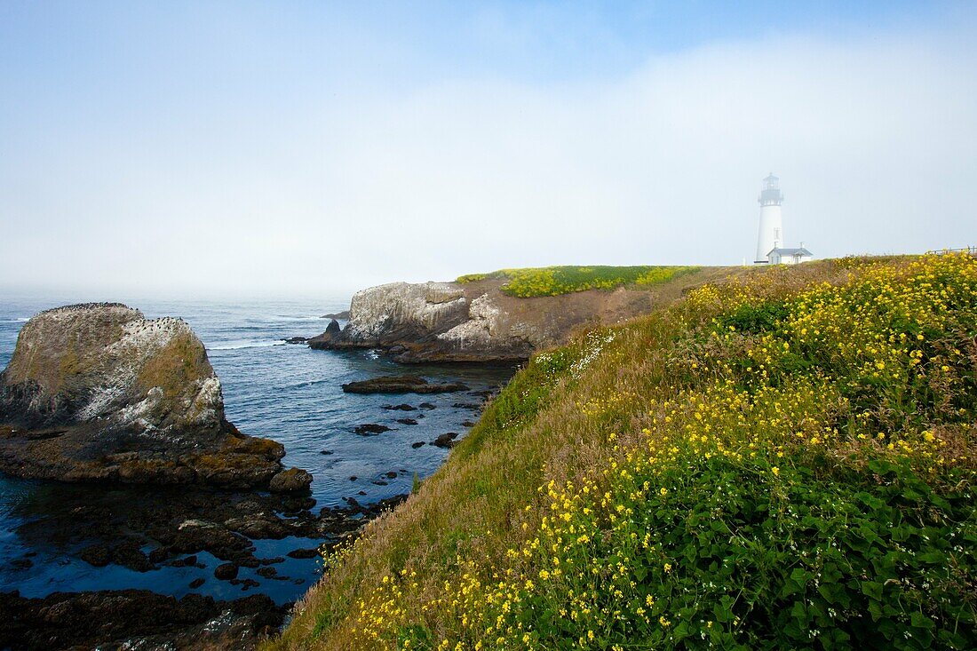 Küste, Landschaft, Leuchtturm, Nebel, Oregon, Ozean, USA, wildblume, Yaquina, S19-1190533, AGEFOTOSTOCK