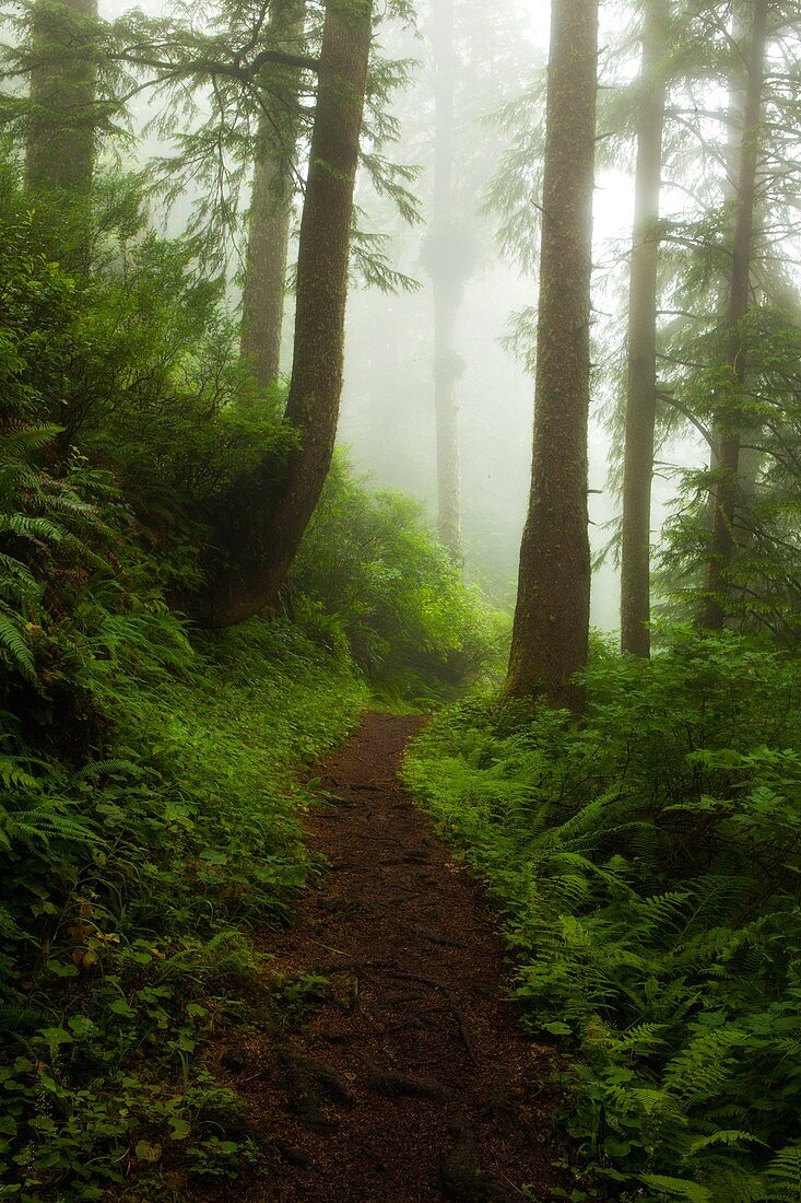 coast, fog, forest, Landscape, Oregon, path, scenic, trail, USA, S19-1190537, AGEFOTOSTOCK