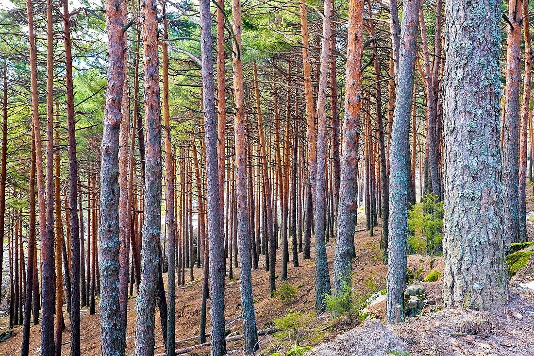 Pinares en Las Majadillas Miraflores de la Sierra Madrid España