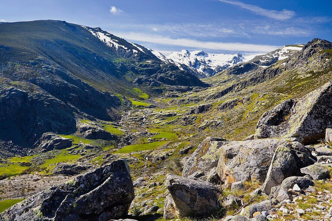 Galin Gomez throat in the Sierra de Gredos Avila Spain Castilla León