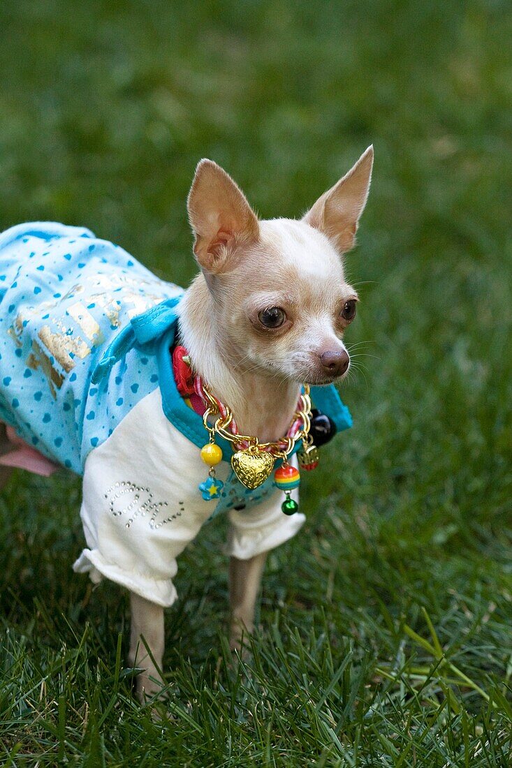 A chihuahua wearing a necklace and a shirt stands in the grass outdoors